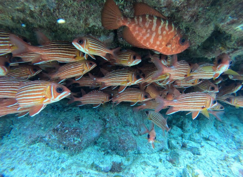 Un banc de poissons rayés nage près d’une surface rocheuse sous-marine. 4