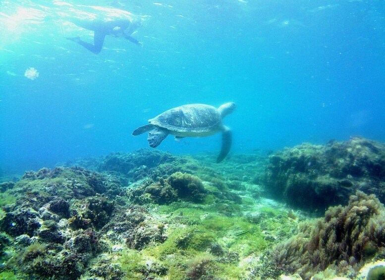 A sea turtle swimming near a coral reef with a diver in the background. 2