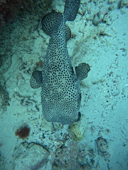 Un poisson tacheté nageant près d’un récif corallien. 2