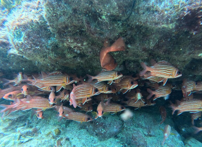 Un banc de poissons rayés nageant près d’un récif corallien. 5