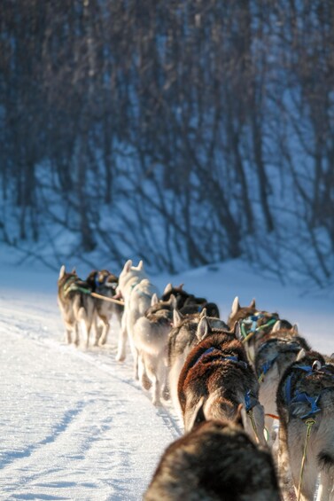 A group of sled dogs pulling a sled through a snowy landscape. 1