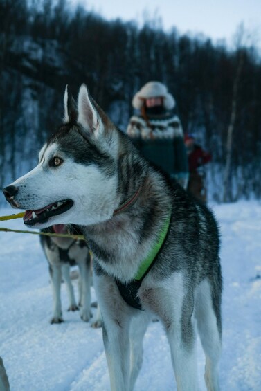 A husky dog with a green collar standing in a snowy landscape. 4