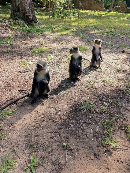 Three monkeys on a dirt path in a forested area. 3