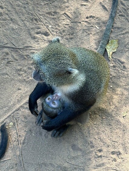 A monkey with a baby monkey on its back. 5