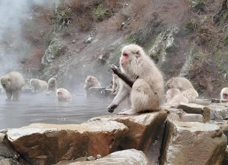 A group of snow monkeys bathing in a hot spring. 1