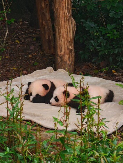 Picture 1 for Activity Chengdu: Panda Park & Optional Leshan Giant Buddha Tour 3