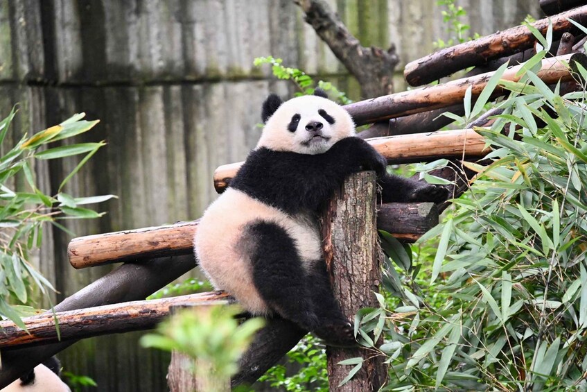 A panda resting on a wooden structure surrounded by bamboo. 1