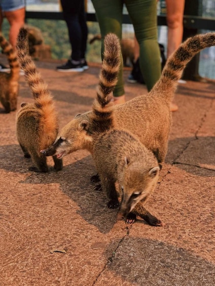 Two raccoons on a paved surface with a person in the background. 2