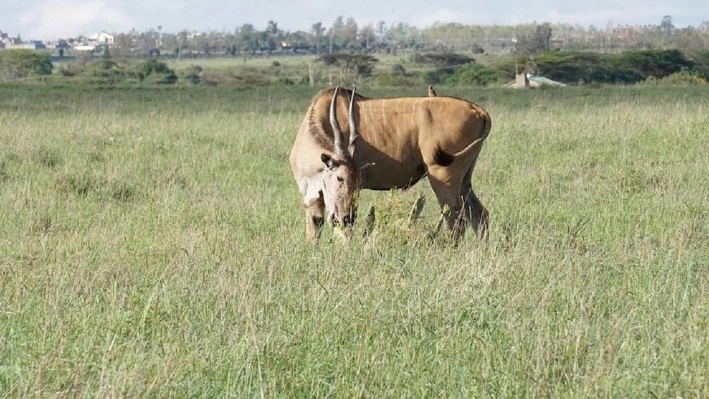 A kudu grazing in a grassy field with trees and buildings in the background. 3