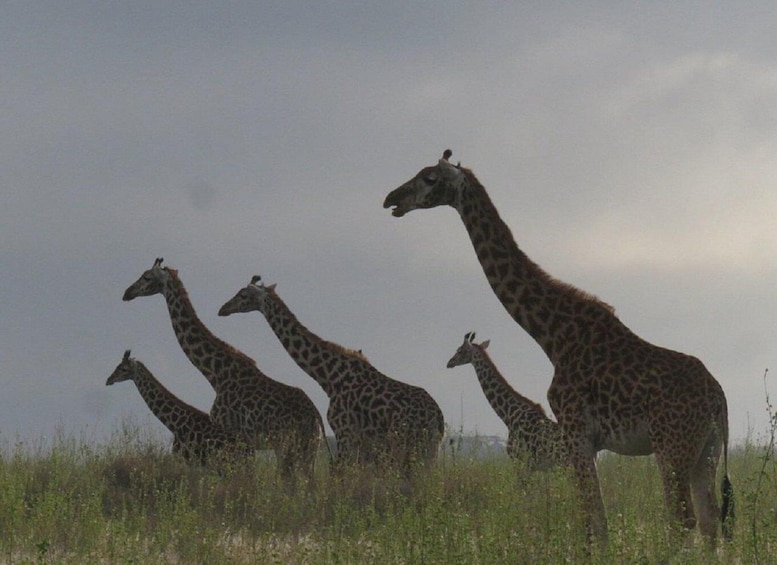 A group of giraffes standing in a grassy field with a cloudy sky in the background. 2