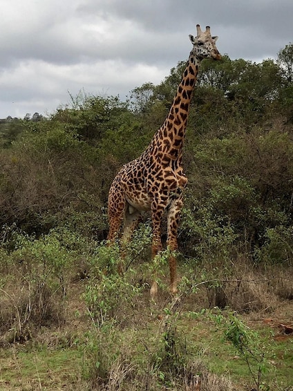 A giraffe standing in a grassy area with trees in the background. 5