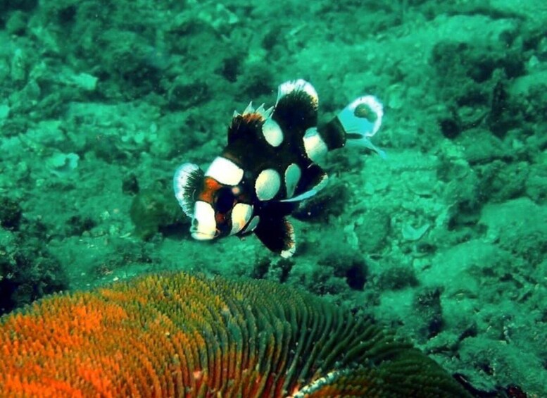 Picture 42 for Activity Ao Nang: Premium 4 Islands Snorkeling Tour by Speedboat 3
