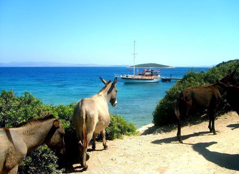 A donkey standing on a dirt path near a body of water with a boat in the background. 3