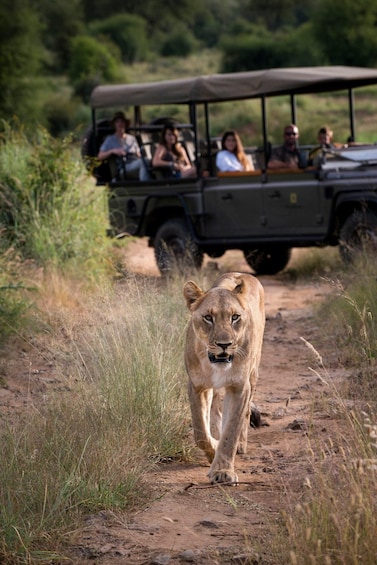 A lion walking on a dirt path with a safari vehicle and passengers in the background. 3