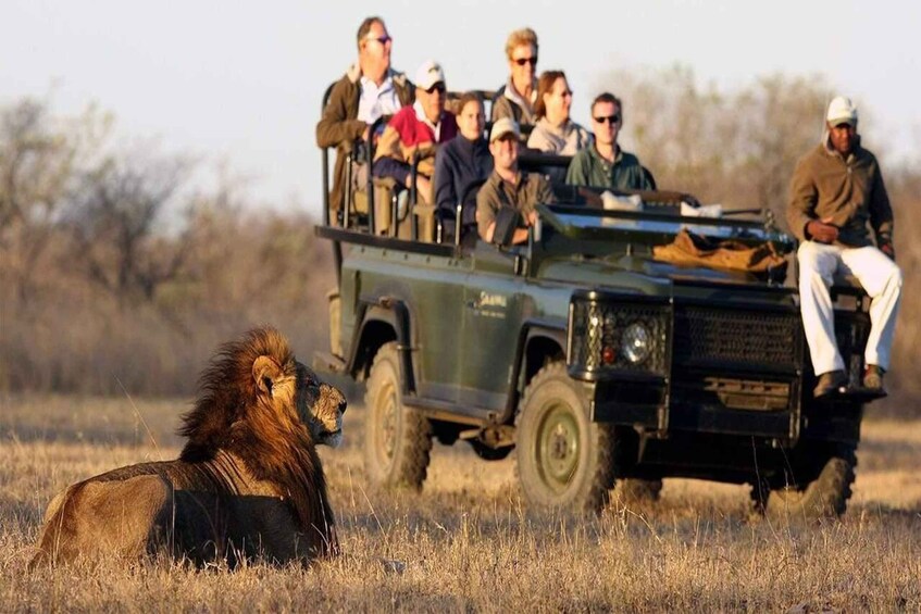 A safari vehicle with passengers and a lion in a grassy field. 4