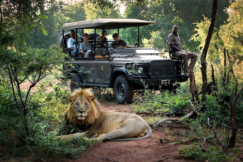 A safari vehicle with passengers and a lion lying on the ground. 2