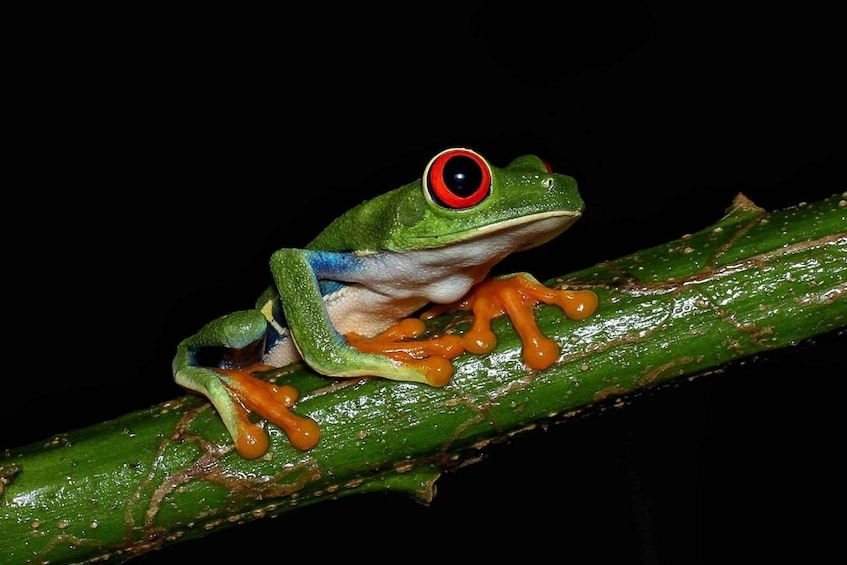 A green frog with red eyes and orange legs on a green branch. 1