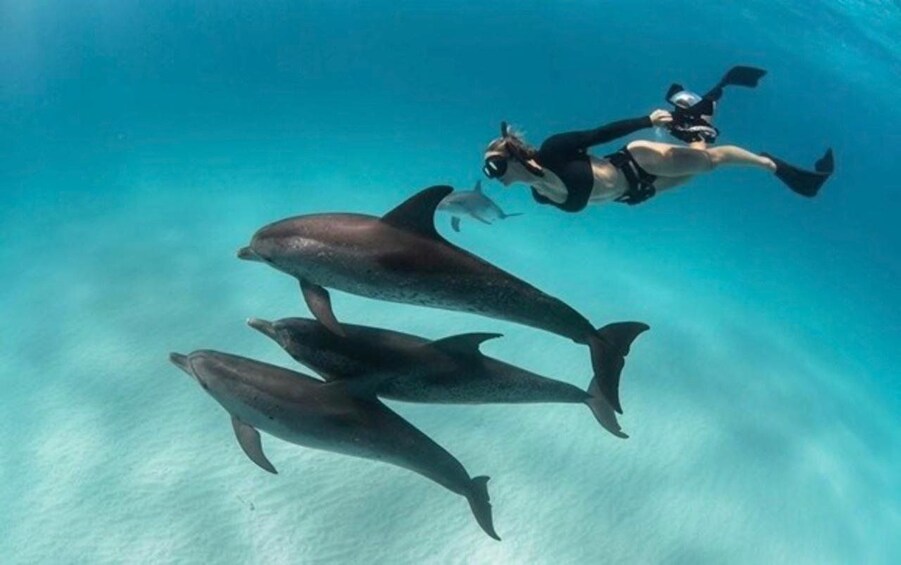 Mnemba Island: Dolphin Swim & Snorkeling Guided Tour 1