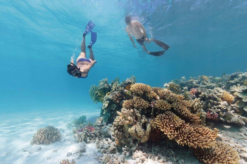Dos personas haciendo snorkel bajo el agua, con un arrecife de coral al fondo. 5
