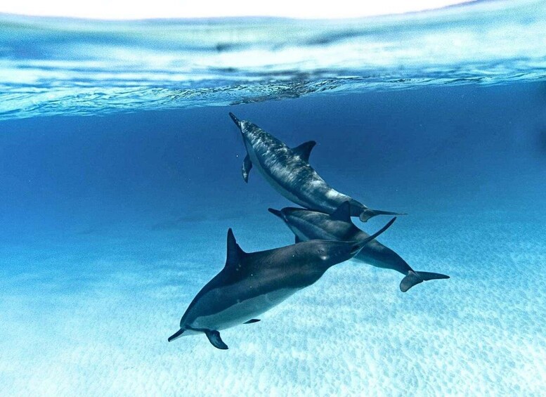 Dos delfines nadando bajo el agua en un mar azul cristalino. 1