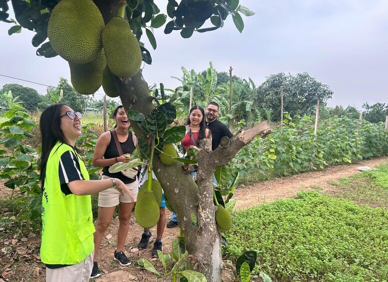 A group of people inspecting large jackfruits on a tree in a lush orchard. 2
