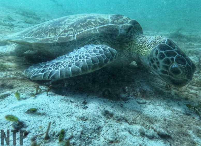 A sea turtle swimming underwater. 5