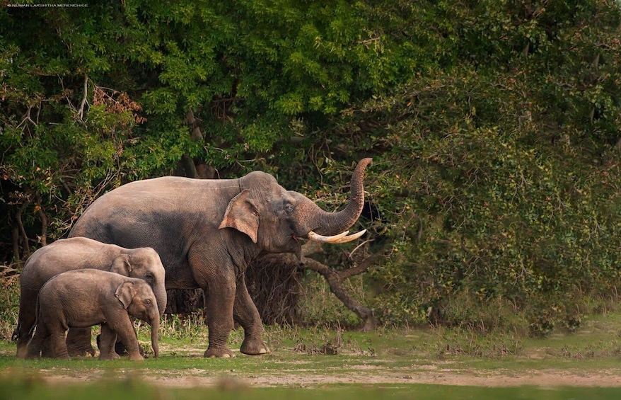 A large elephant with tusks and two smaller elephants in a grassy area with dense green foliage in the background. 1