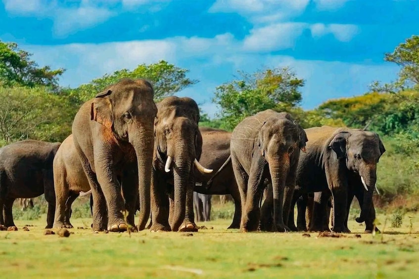 A herd of elephants in a grassy field with trees in the background. 1