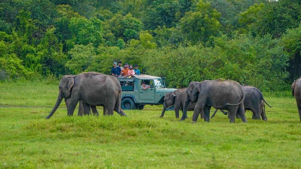 Picture 1 for Activity From Sigiriya: Minneriya National Park Elephant Safari 3