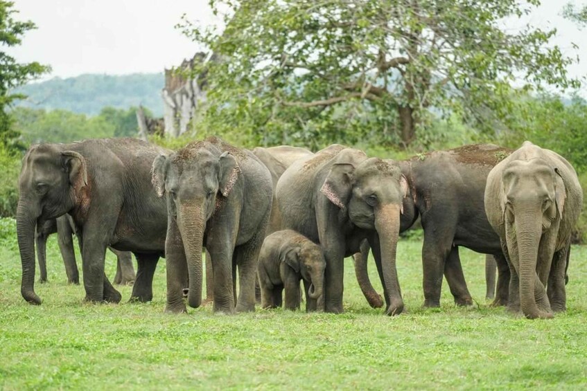 From Sigiriya: Minneriya National Park Elephant Safari 1