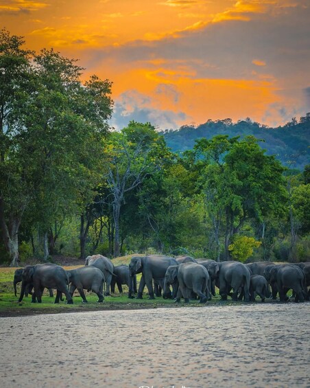 Picture 5 for Activity From Sigiriya: Minneriya National Park Elephant Safari 2