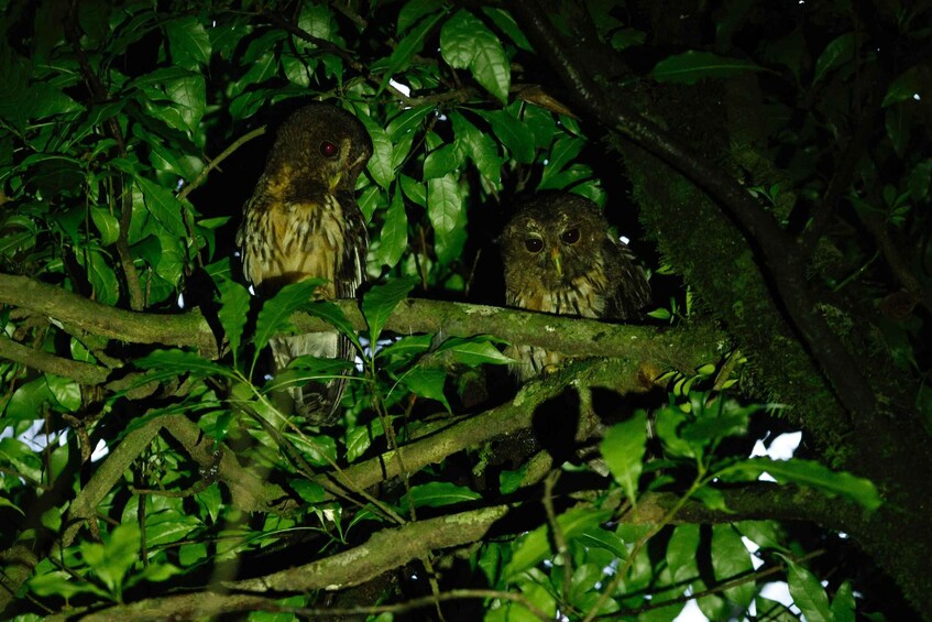 Two owls perched on a tree branch surrounded by dense foliage. 2
