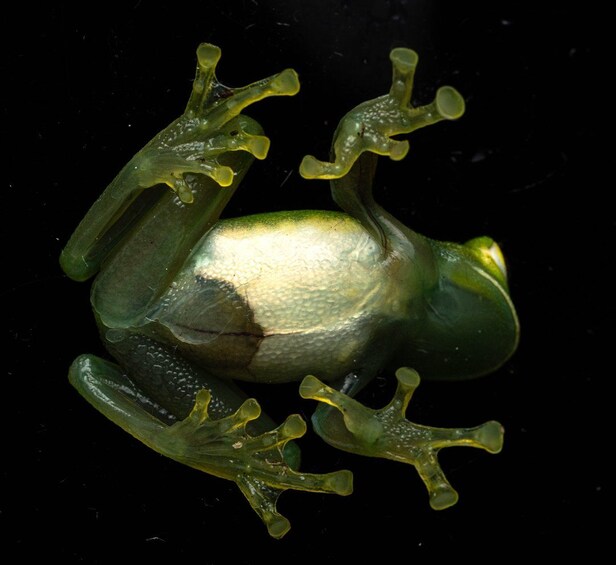 A frog with green and yellow skin and large, webbed feet. 2