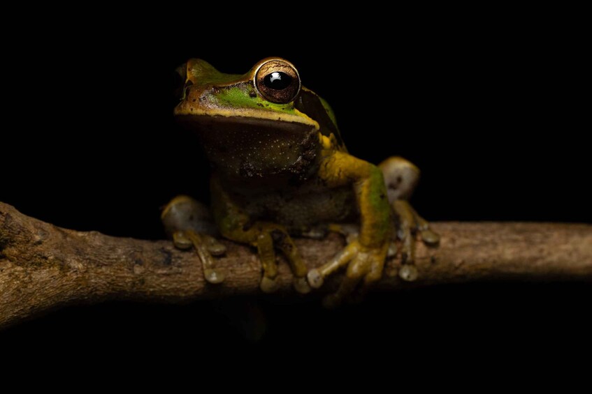 A frog perched on a branch. 4