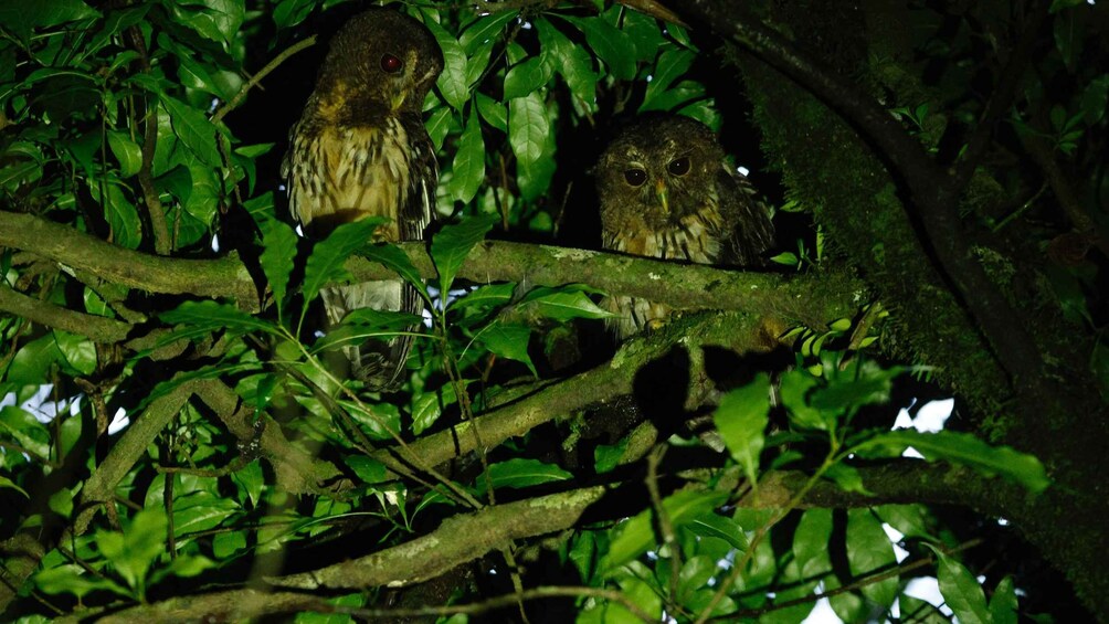 Picture 11 for Activity Monteverde: Night Sightseeing Tour Near Town, Easy Walk, Small Group, Wildlife Spotting 2