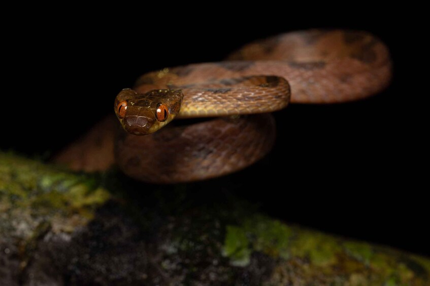 A snake coiled on a mossy log. 3