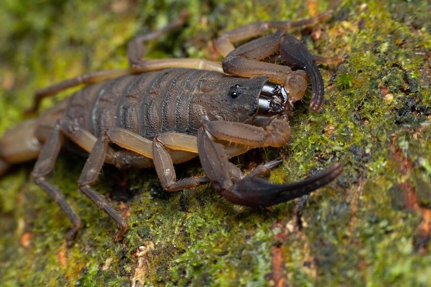 A scorpion on a mossy rock surface. 5
