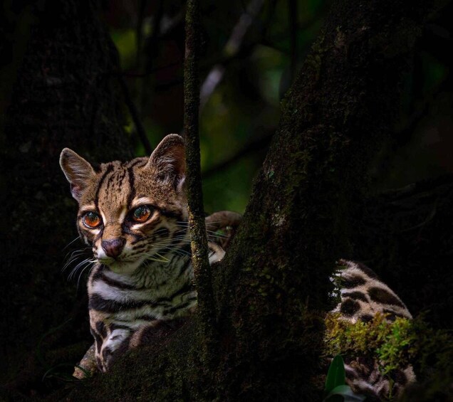 A wild cat with striking orange eyes and a striped coat, resting in a forested area with dense foliage and tree trunks. 1