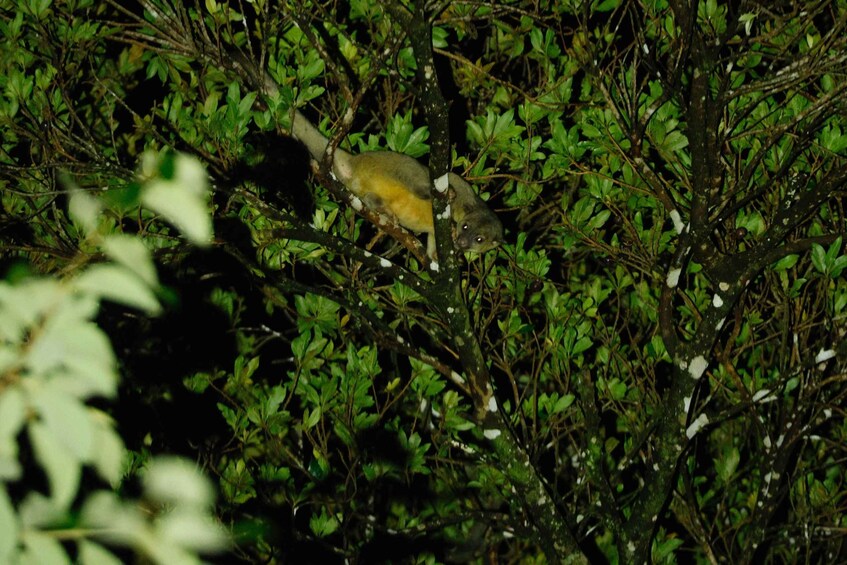 A bat hanging from a tree branch amidst dense foliage. 5
