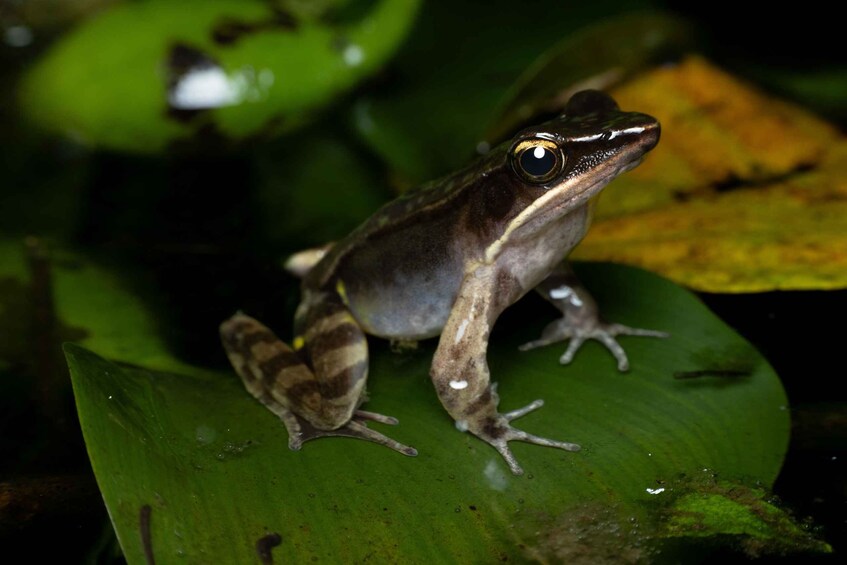 A frog on a green leaf. 3