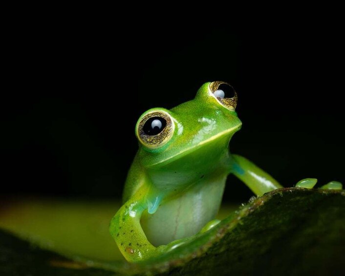 A green frog with large eyes on a leaf. 4