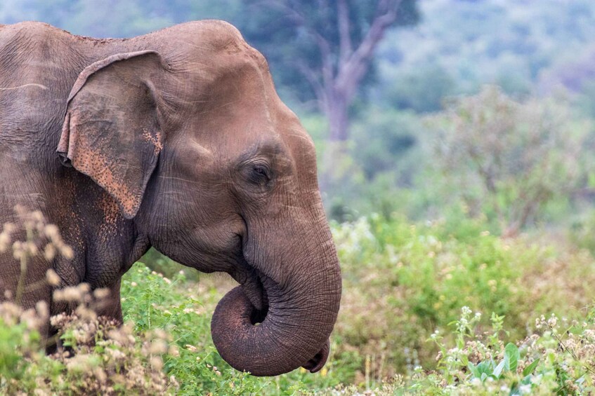An elephant in a grassy field with trees in the background. 2
