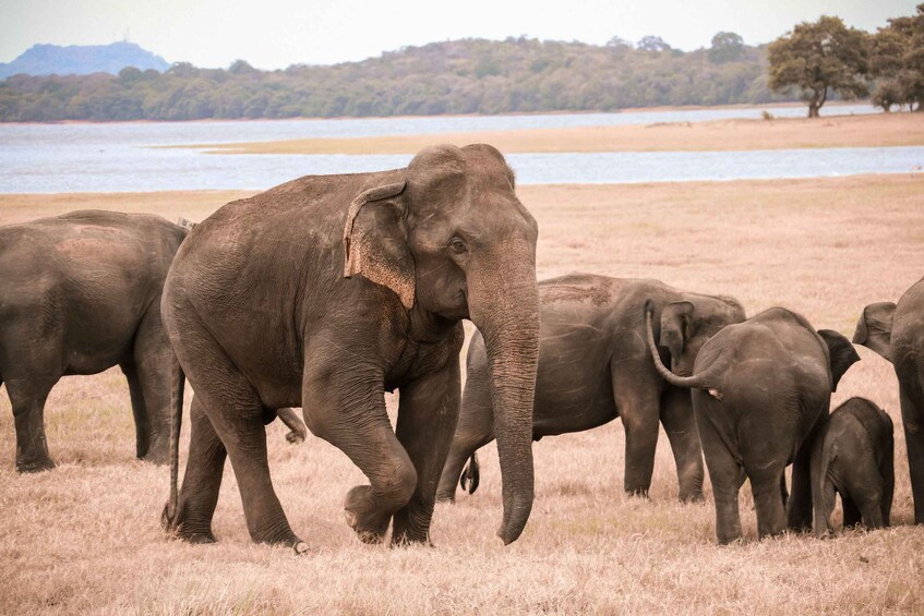 A herd of elephants in a dry grassland with a lake and trees in the background. 5