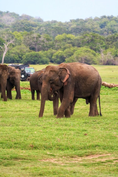 Elephants in a grassy field with a vehicle in the background. 4