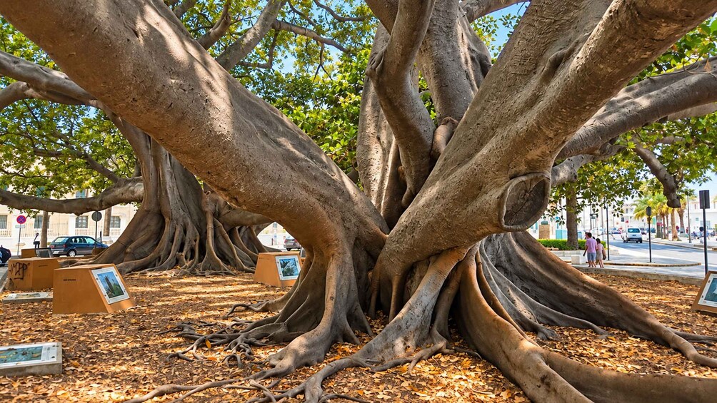 A large tree with extensive roots and a few people walking nearby. 2