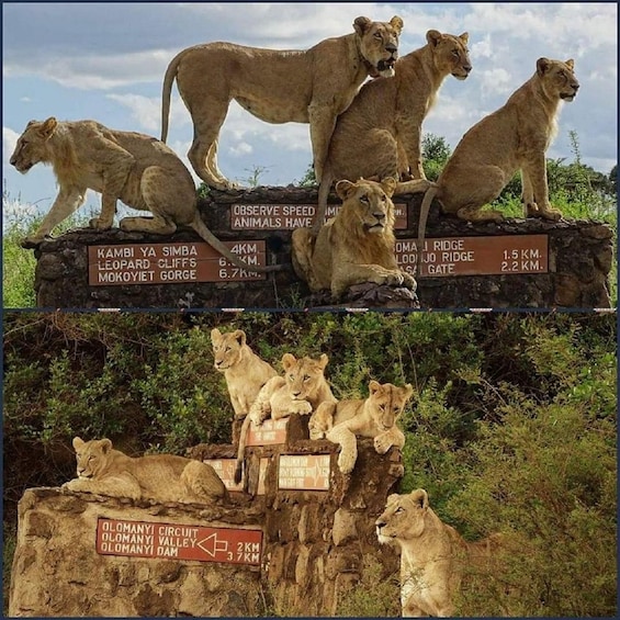 Nairobi National Park Game drive and Elephant Orphanage 1