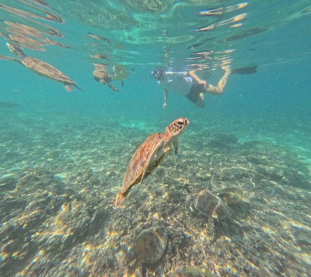 A sea turtle swimming underwater with a diver in the background. 1