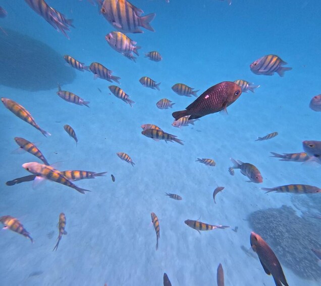 A school of fish swimming in clear blue water. 4