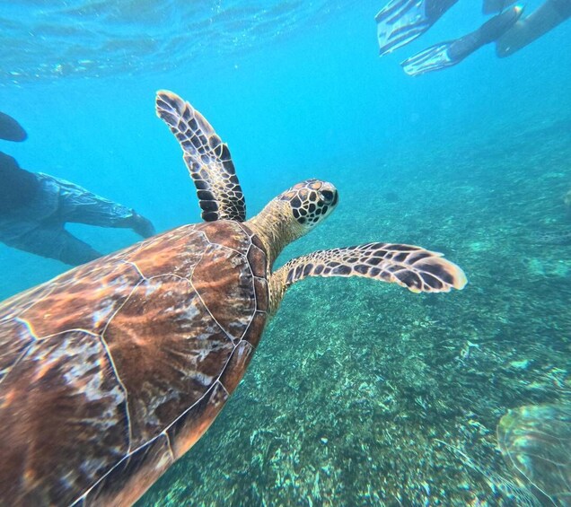A sea turtle swimming underwater with divers in the background. 3