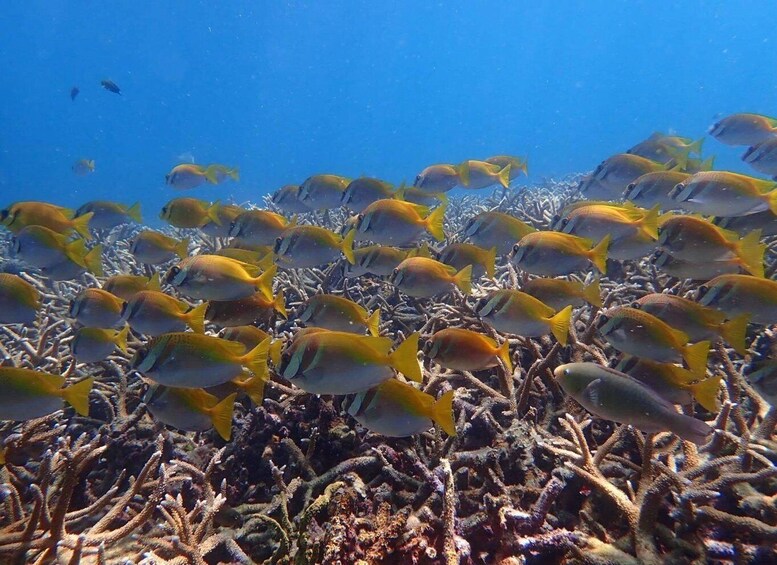 Picture 3 for Activity Koh Samui: Koh Tao & Koh Nang Yuan Snorkel Trip with Lunch 5